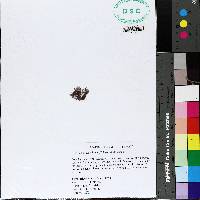 Centroceras clavulatum image