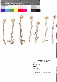 Antennaria neglecta image