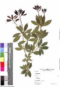 Pieris japonica image