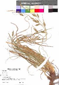 Carex cherokeensis image