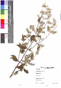 Pycnanthemum incanum image