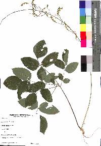 Desmodium cuspidatum image