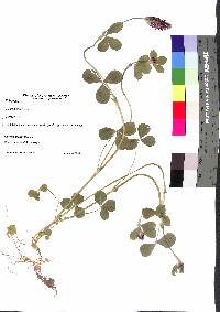 Trifolium incarnatum image