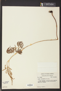 Anemia adiantifolia image