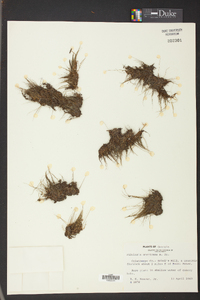 Pilularia americana image