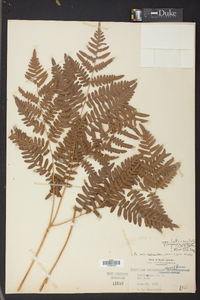 Pteridium aquilinum var. latiusculum image