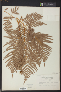 Pteridium aquilinum subsp. pseudocaudatum image