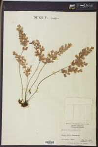 Adiantum capillus-veneris image