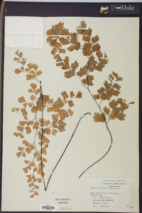 Adiantum capillus-veneris image