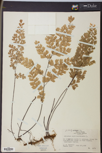 Adiantum capillus-veneris image