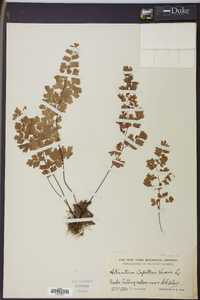 Adiantum capillus-veneris image