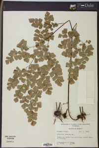 Adiantum tenerum image