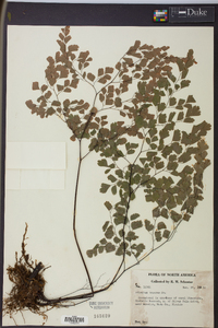 Adiantum tenerum image