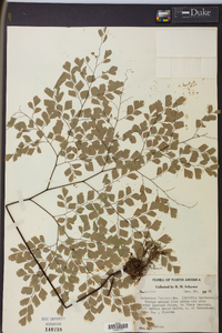 Adiantum tenerum image