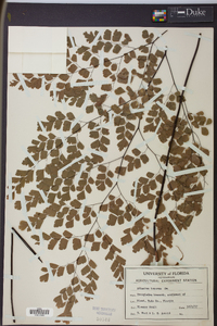 Adiantum tenerum image