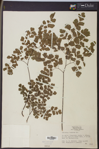 Adiantum tenerum image