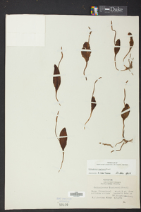 Ophioglossum engelmannii image