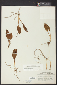 Ophioglossum engelmannii image