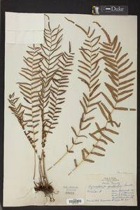 Pteris bahamensis image