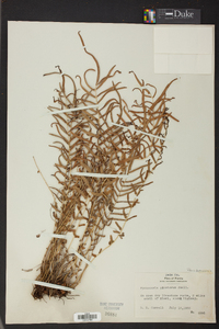 Pteris bahamensis image