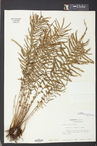 Pteris bahamensis image