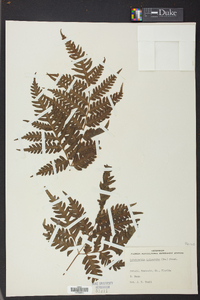 Pteris tripartita image