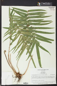 Pteris vittata image