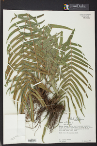 Pteris vittata image