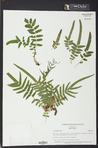 Pteris vittata image