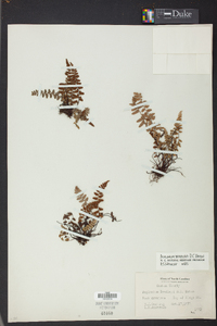 Asplenium bradleyi image