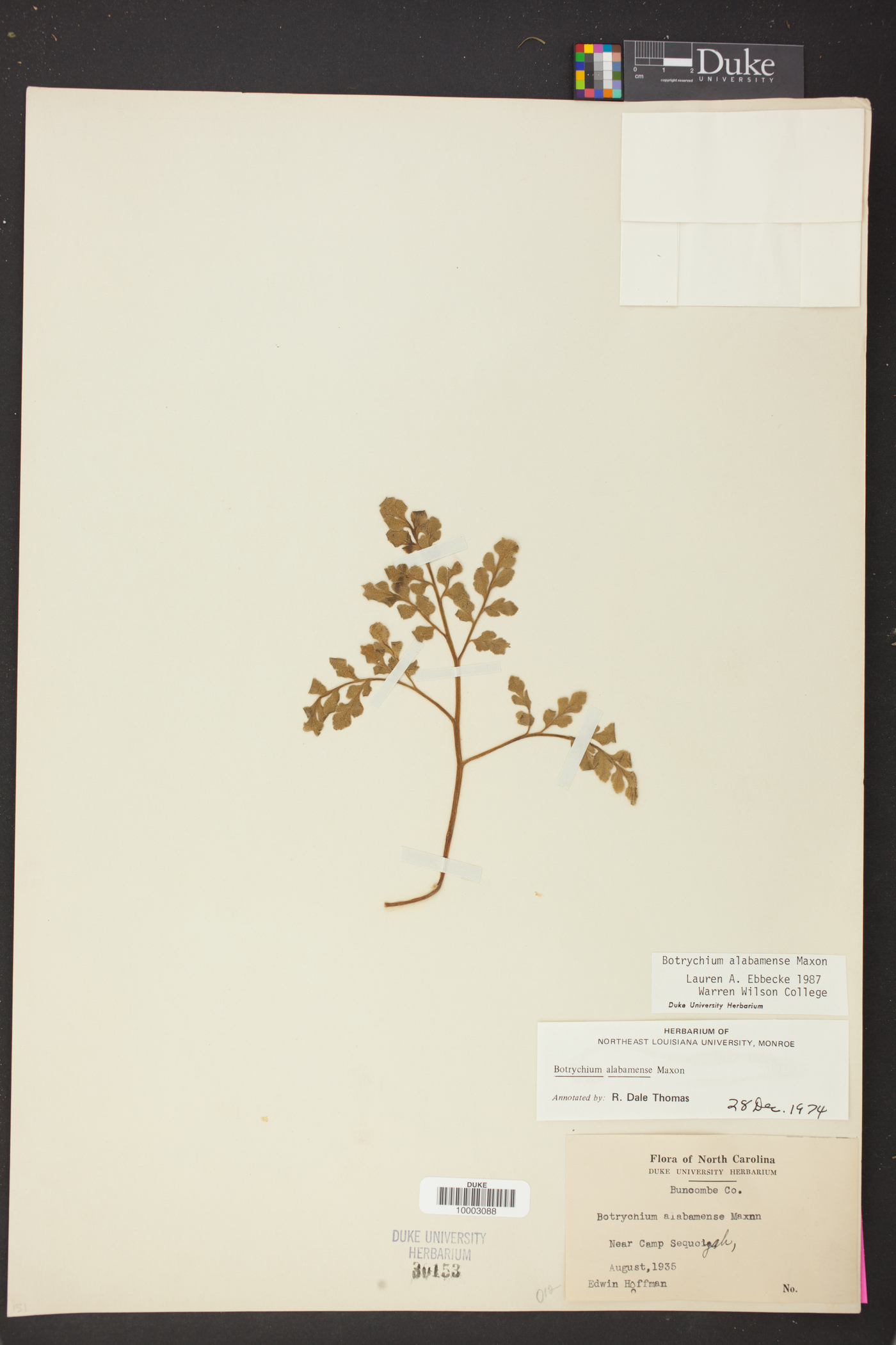 Botrychium alabamense image