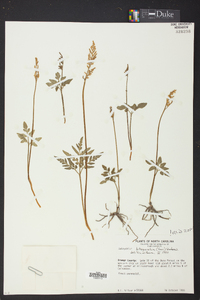 Sceptridium biternatum image