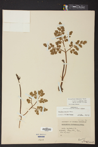 Botrychium alabamense image