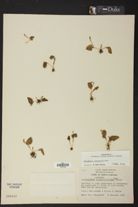 Ophioglossum crotalophoroides image