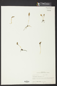 Ophioglossum petiolatum image