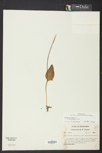 Ophioglossum vulgatum image