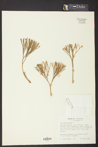 Psilotum nudum image