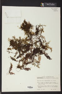 Hymenophyllum tunbrigense image