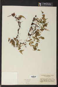 Vandenboschia boschiana image