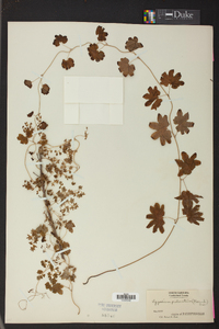 Lygodium palmatum image