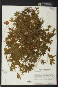 Lygodium palmatum image