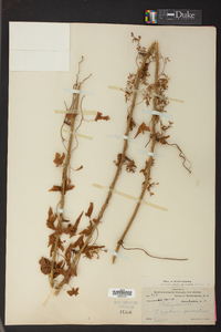 Lygodium palmatum image