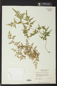 Lygodium japonicum image