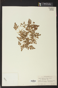 Lygodium japonicum image