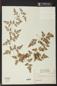 Lygodium japonicum image