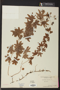 Lygodium palmatum image