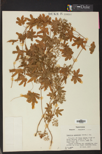 Lygodium palmatum image