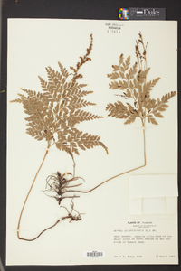 Anemia adiantifolia image