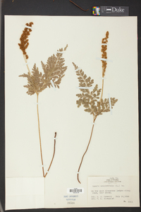 Anemia adiantifolia image