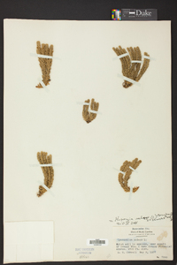 Huperzia selago image